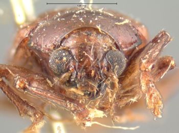 Media type: image;   Entomology 9814 Aspect: head frontal view